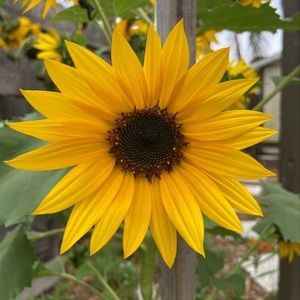 Meet your Posher, Ruth